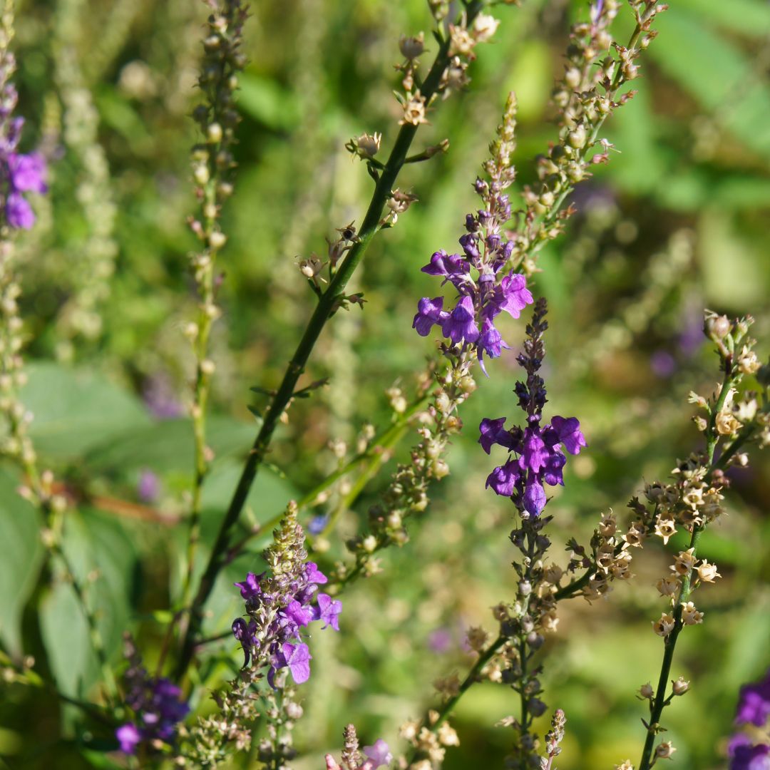 Close-up of purple toadflax flowers on green stems with a blurred green background