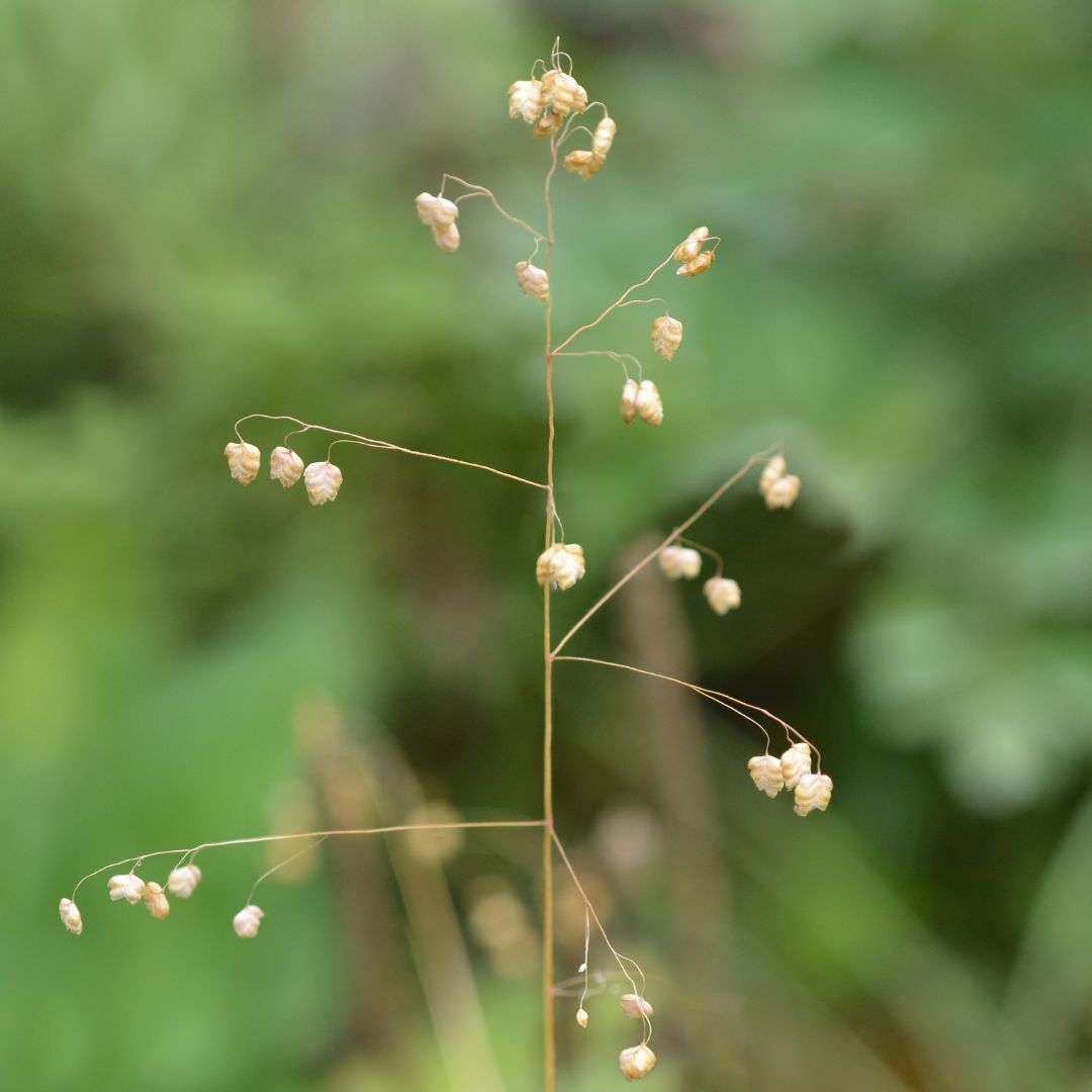 A close-up of quaking grass seed heads showing the teardrop-shaped seeds swaying slightly in the breeze.