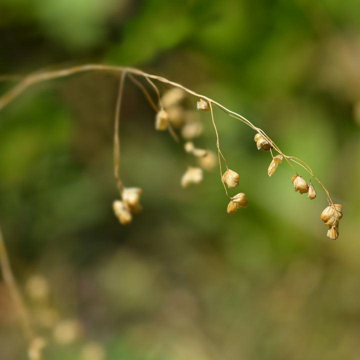 Quaking grass seeds maturing on the plant