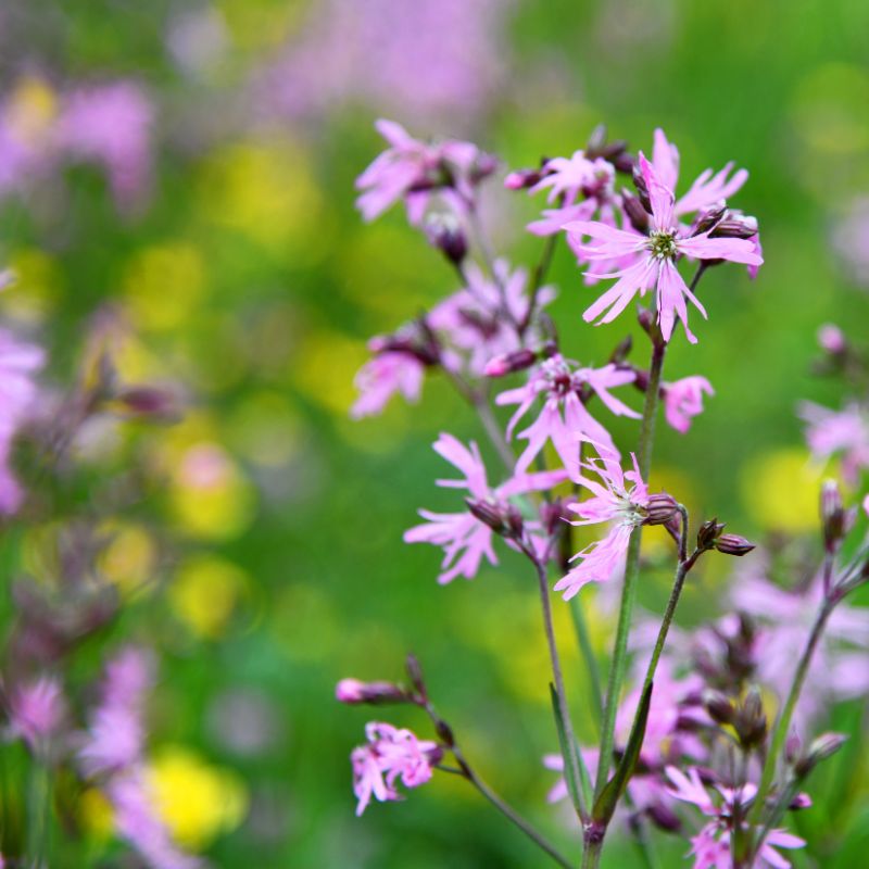 Some ragged robin wildflowers against a blurred meadow backdrop