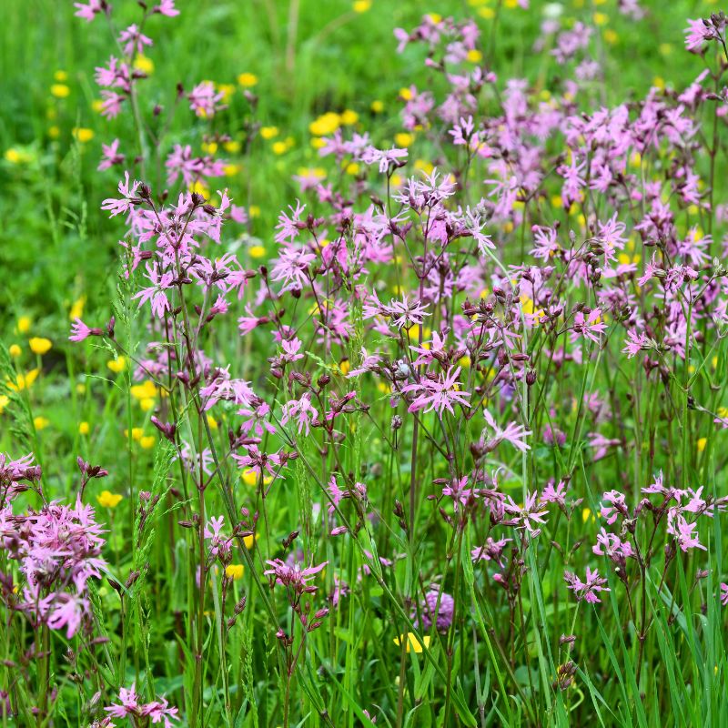 Ragged robin wildflowers in a meadow with some buttercups visible behind them