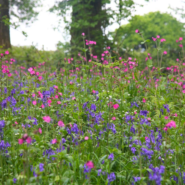 woodland wildflower seeds Native British Wildflower Seeds For Woodland Shade – Meadowmania UK