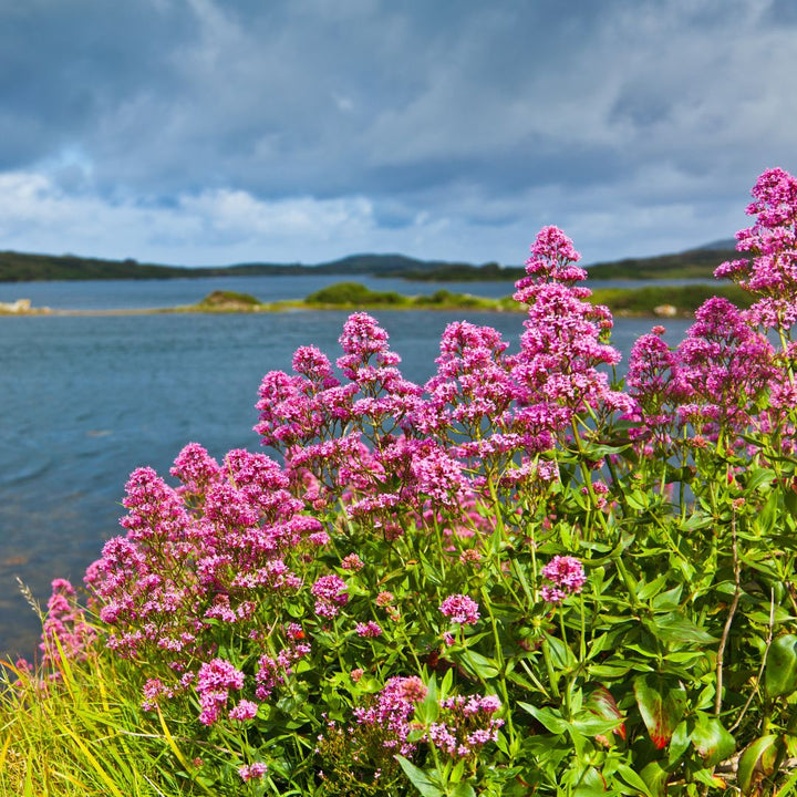 Red valerian flowers in the foreground with a lake and mountains in the background