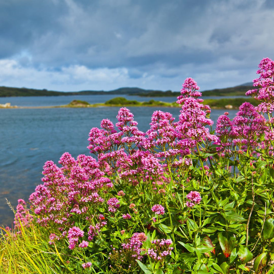 Red valerian flowers in the foreground with a lake and mountains in the background