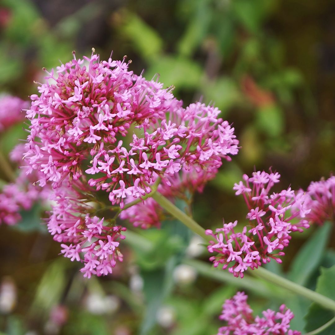 Close-up of red valerian flowers with a blurred green background