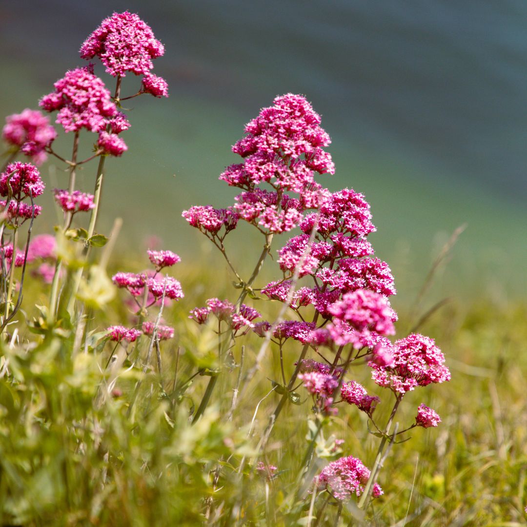 Red valerian flowers in a field with a blurred natural background