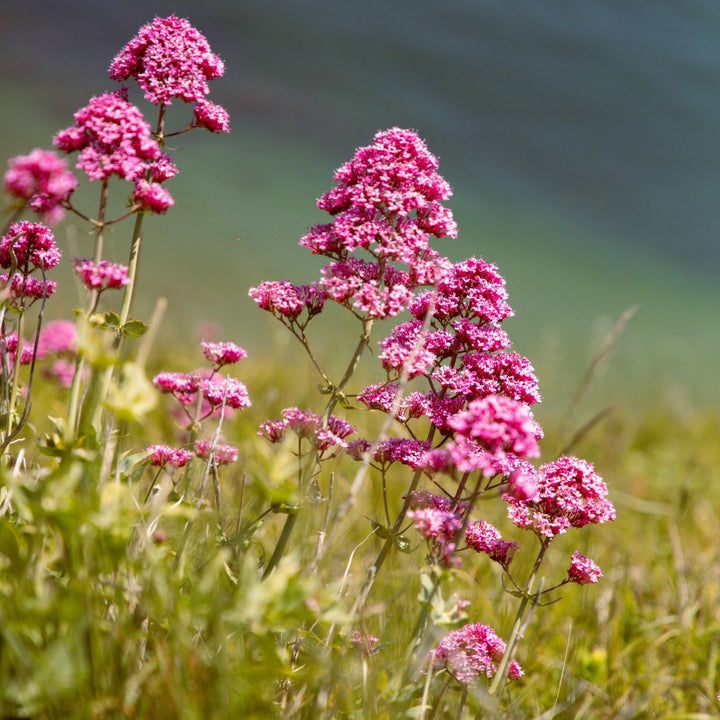 Red valerian flowers in a field with a blurred natural background