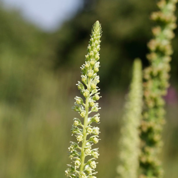 Weld Plug Plants | Reseda luteola