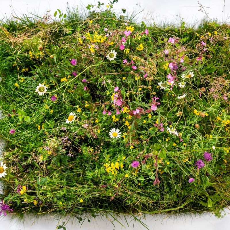 Green Roof Native Wildflower Turf