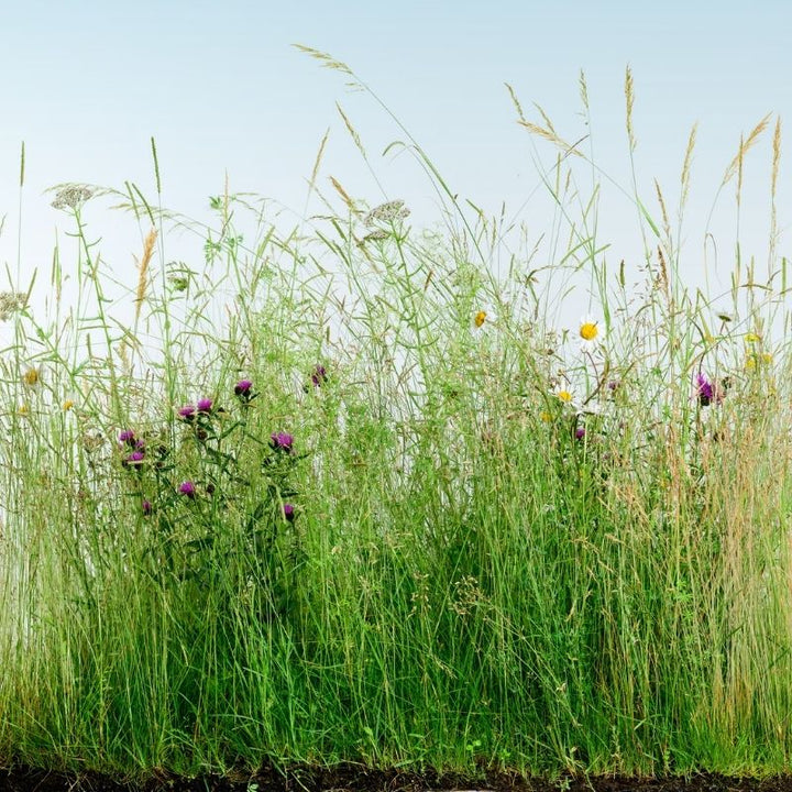 Native Wildflower Turf for SuDS