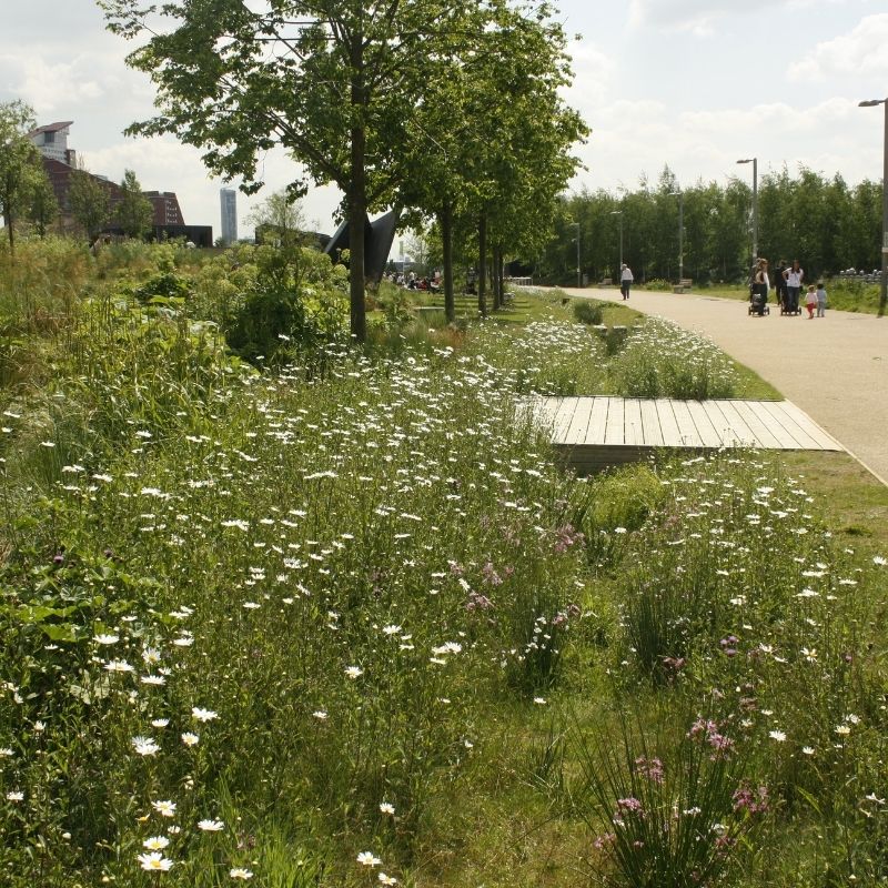 Native Wildflower Turf for SuDS