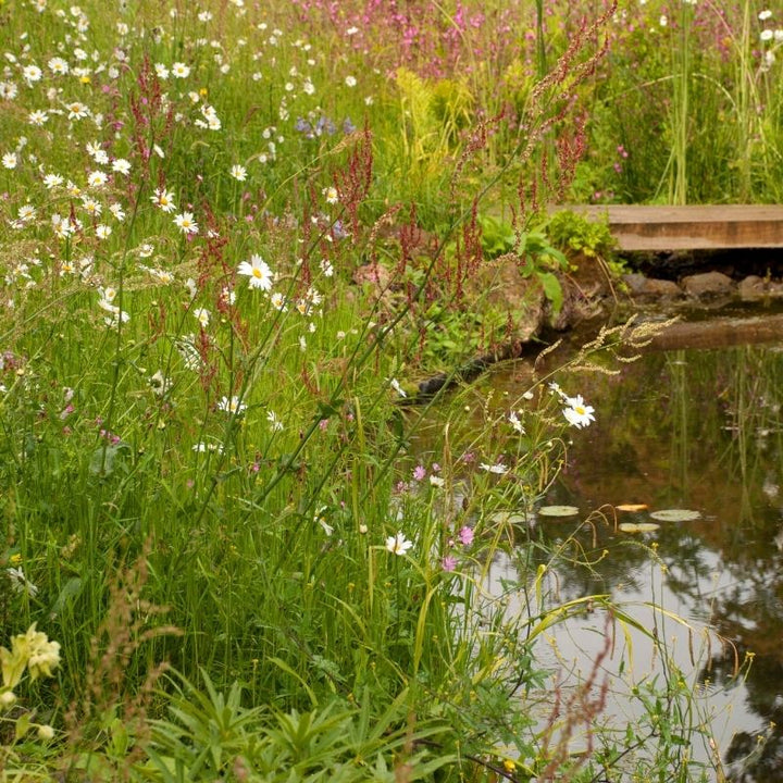 Native Wildflower Turf for SuDS