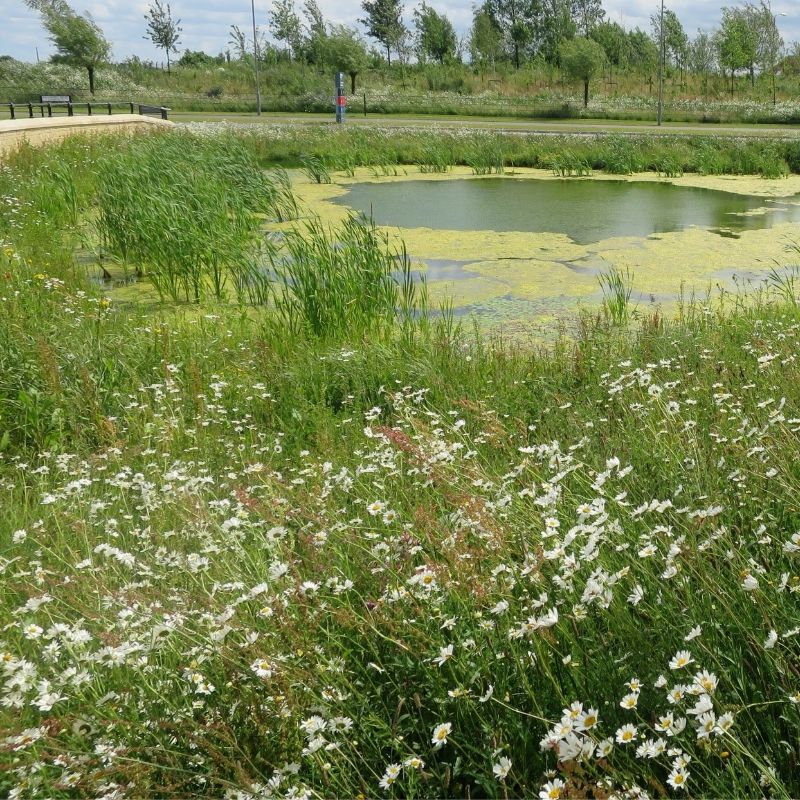 Native Wildflower Turf for SuDS
