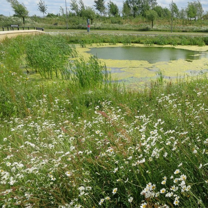 Native Wildflower Turf for SuDS