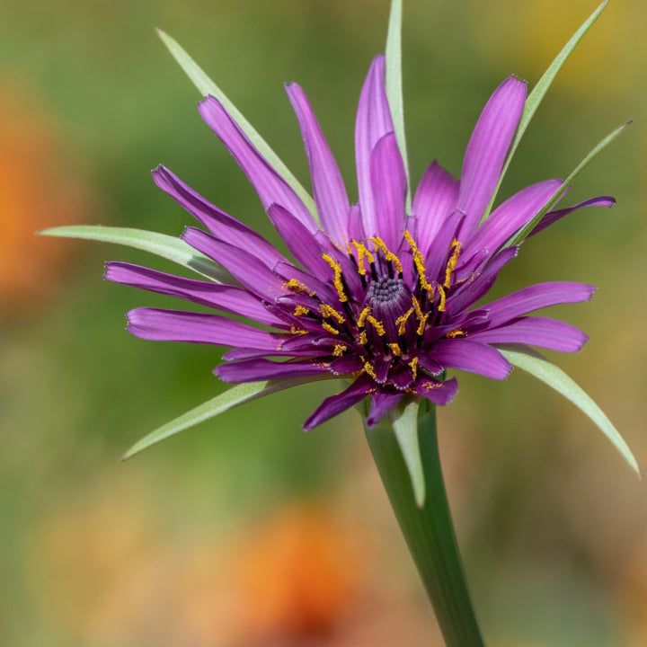 A close-up image of a purple Salsify flower with distinct dandelion-like petals and a yellow center.
