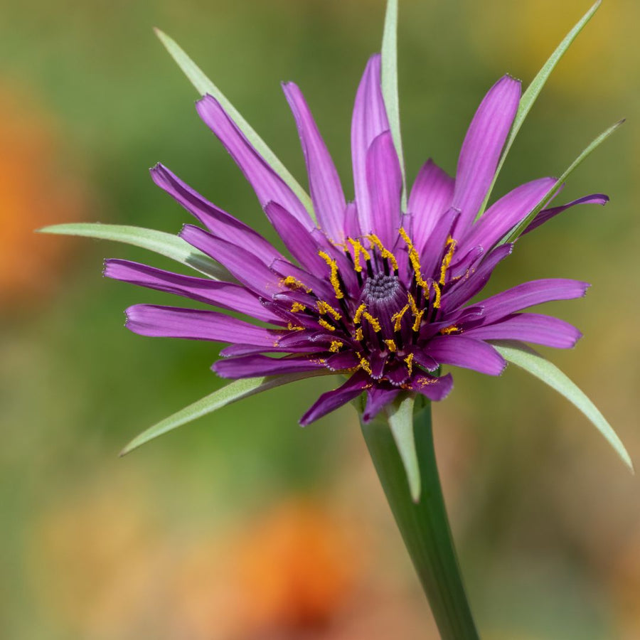 A close-up image of a purple Salsify flower with distinct dandelion-like petals and a yellow center.