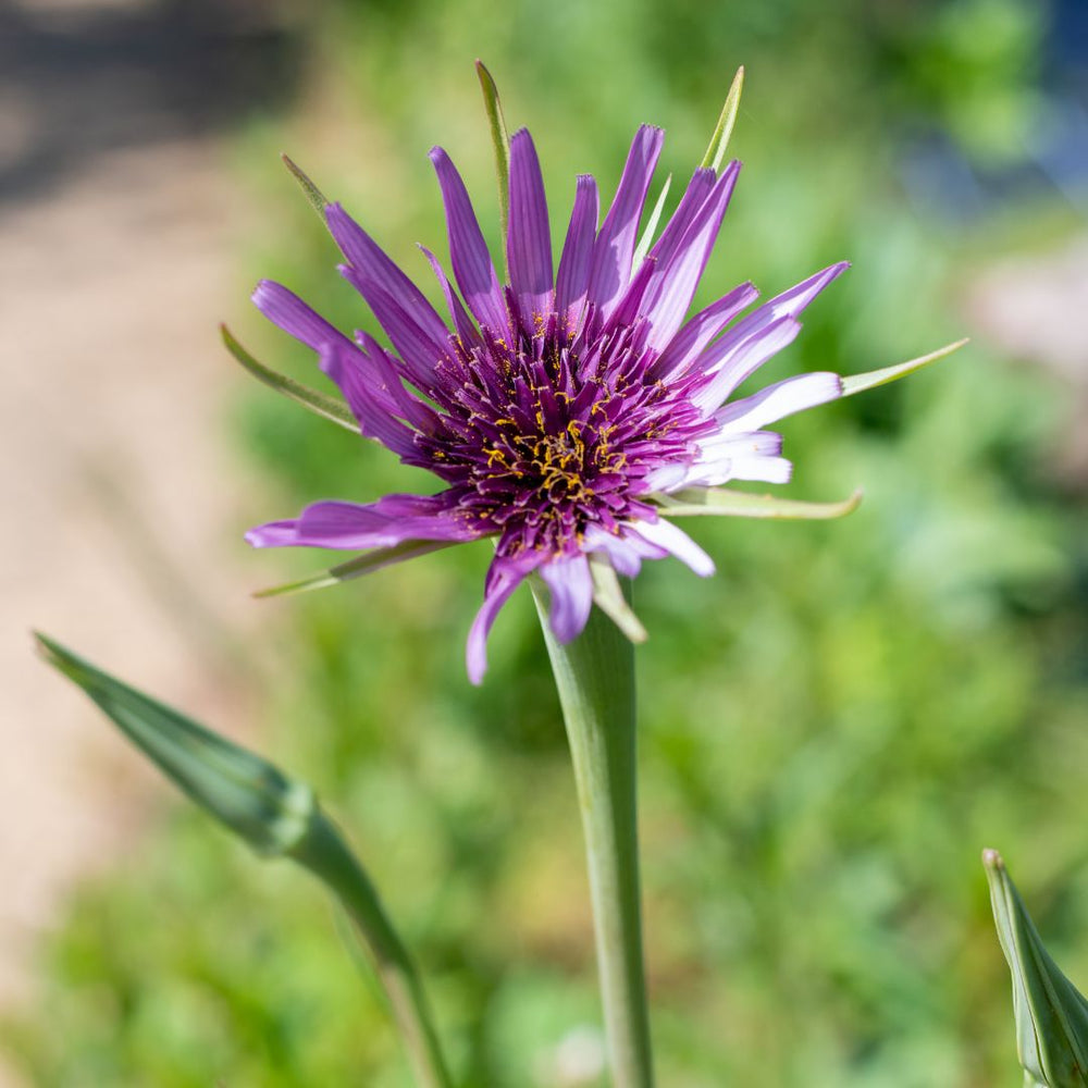 A close-up photograph of a purple salsify flower in bloom