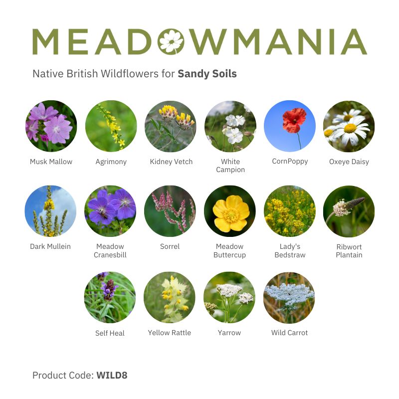 Native British Wildflower Seeds For Sandy Soil
