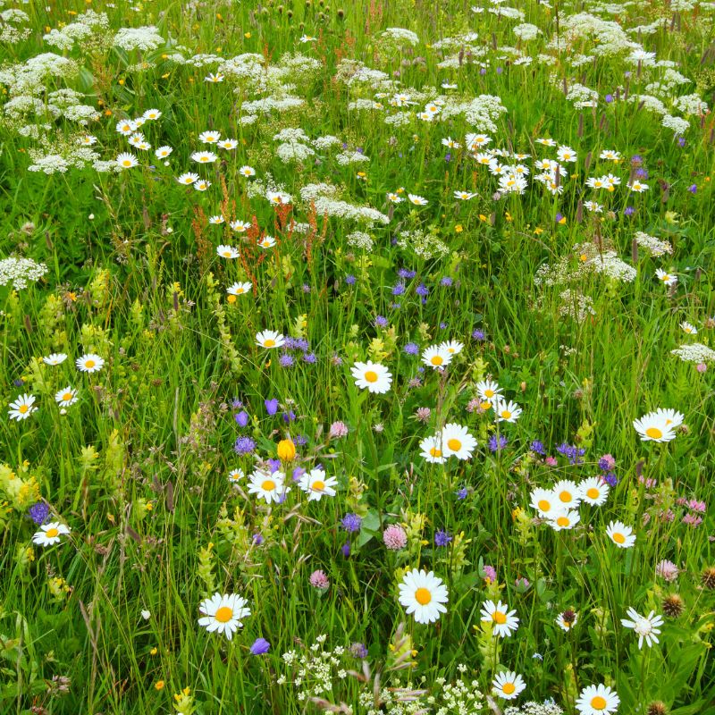 British Native Meadow Wildflower Seeds For Sandy Soil
