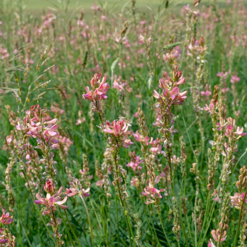 Mixed Herbs For Horses