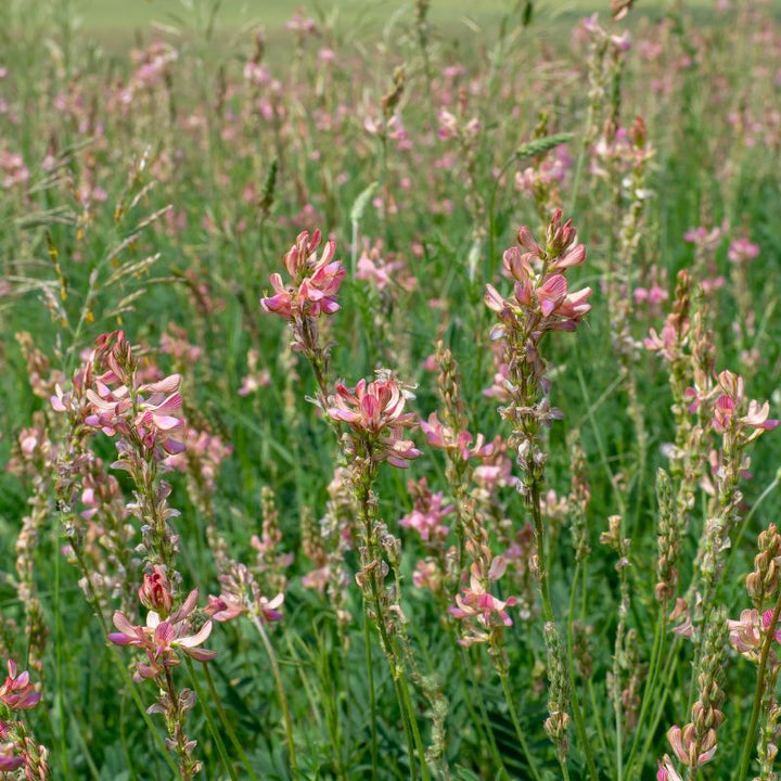 Mixed Herbs For Horses