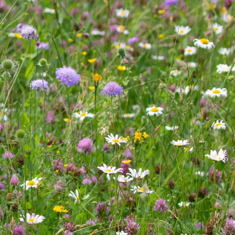 Everything You Need to Know About Yellow Rattle Plug Plants ...