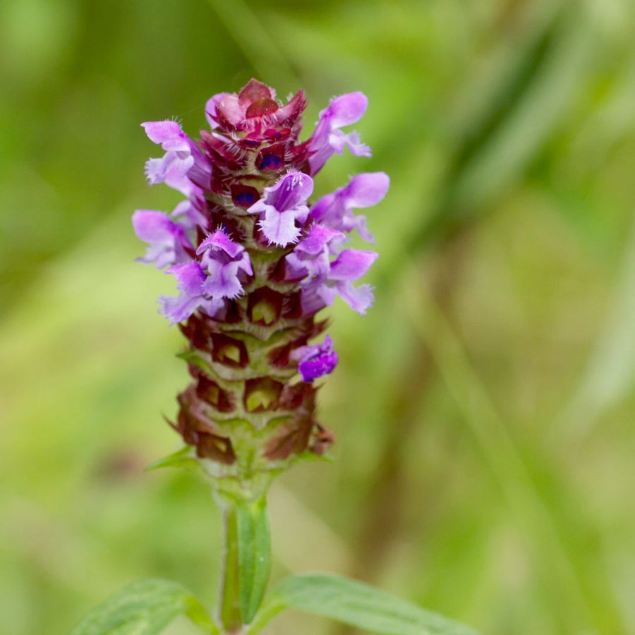 A close-up image of a purple Selfheal flower, showing the detailed structure of the petals and stamens.