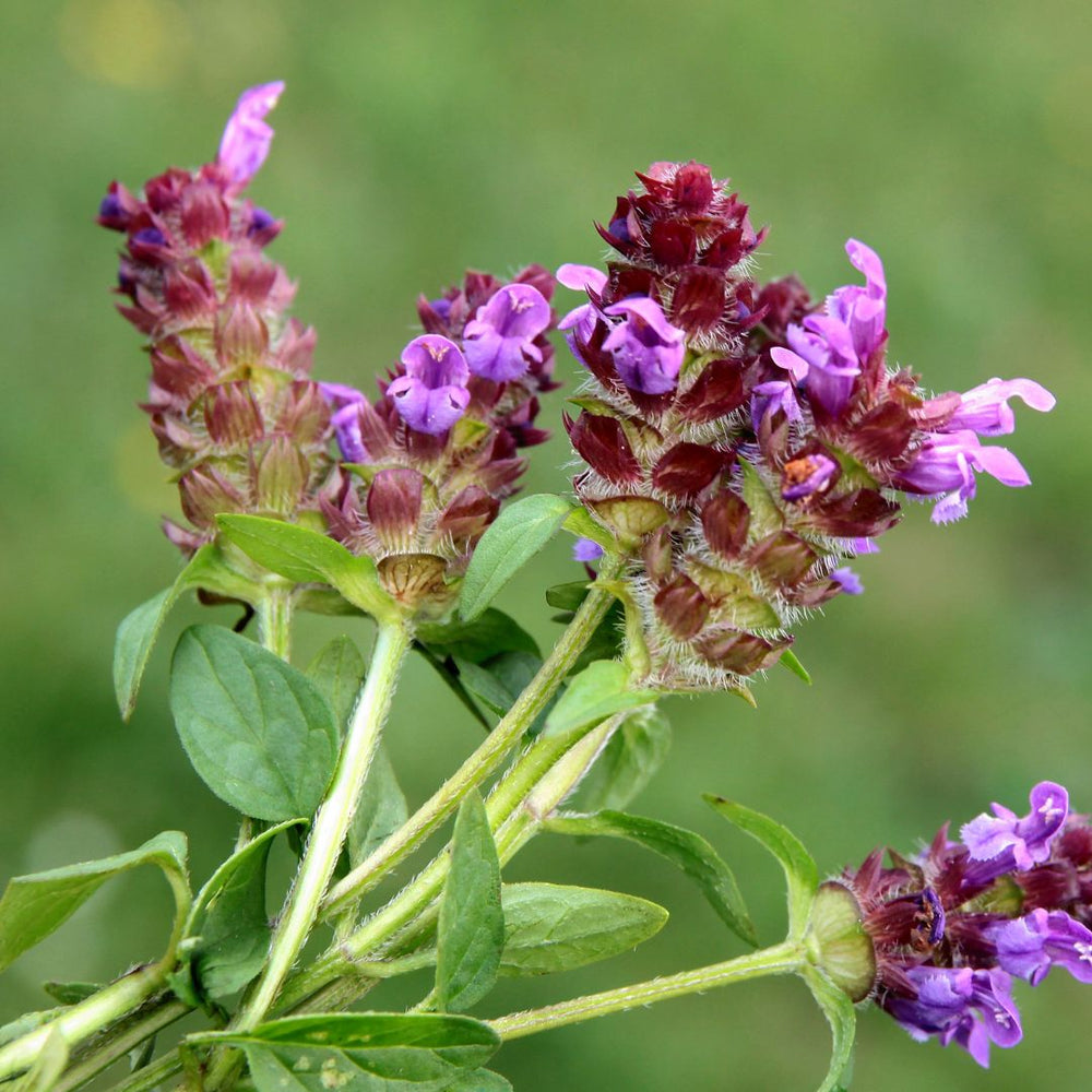 a bundle of small selfheal flowers