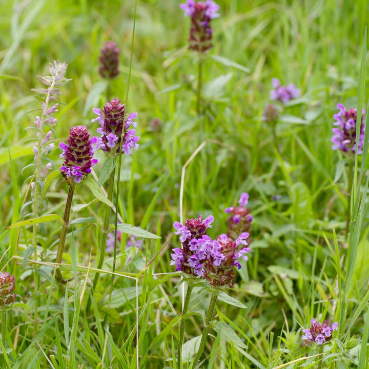 selfheal growing in grass