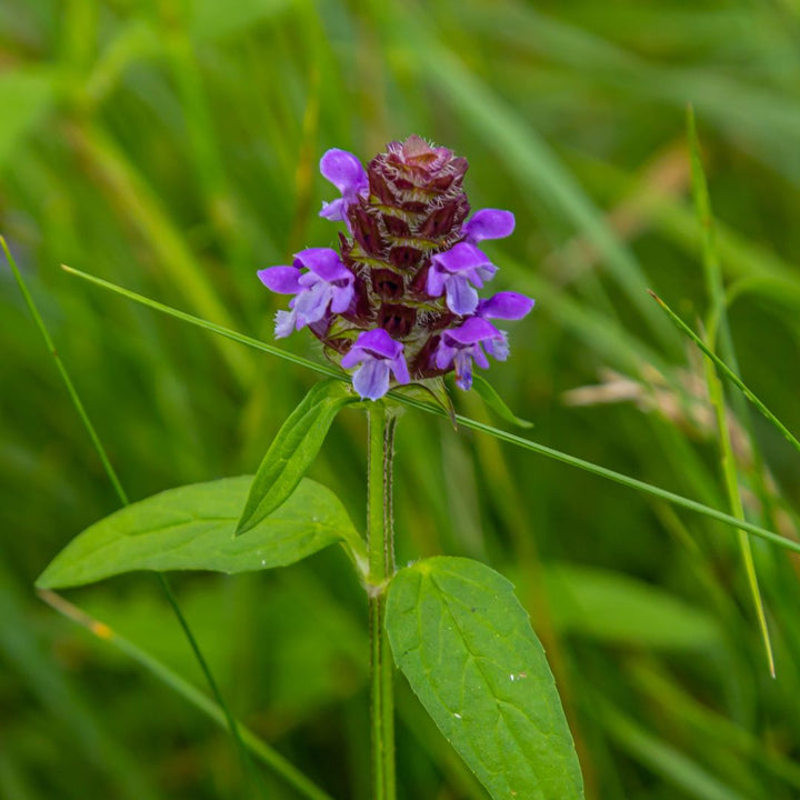 close up photograph of a self heal flower amongst grass