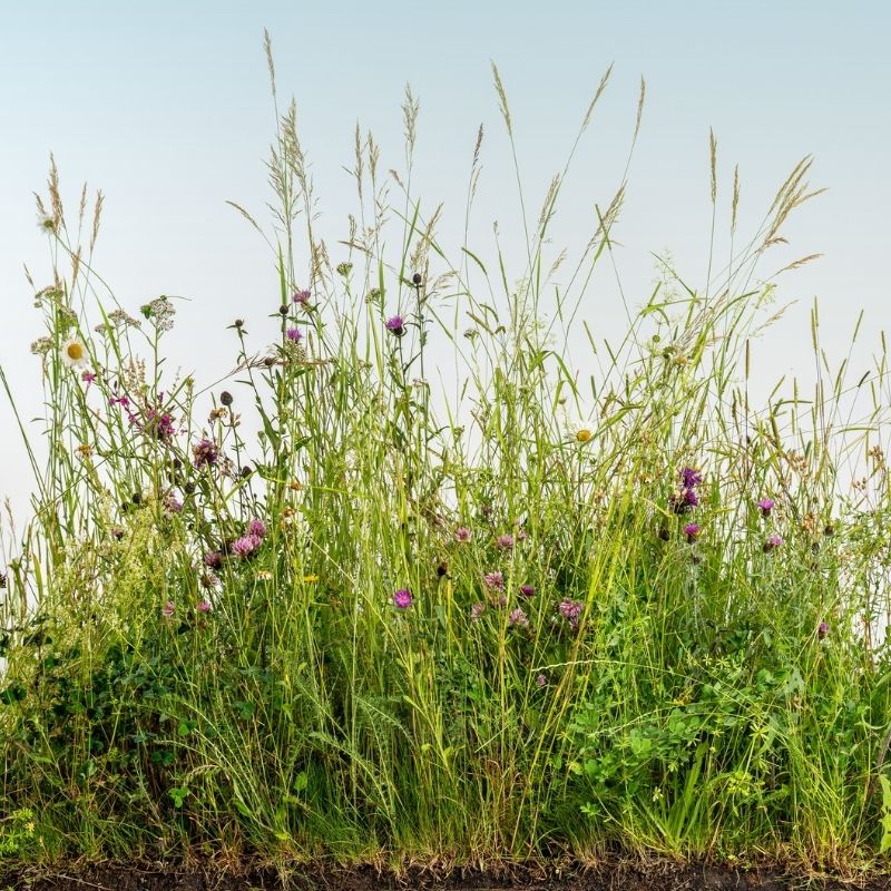 Native Wildflower Turf for Partially Shaded Areas