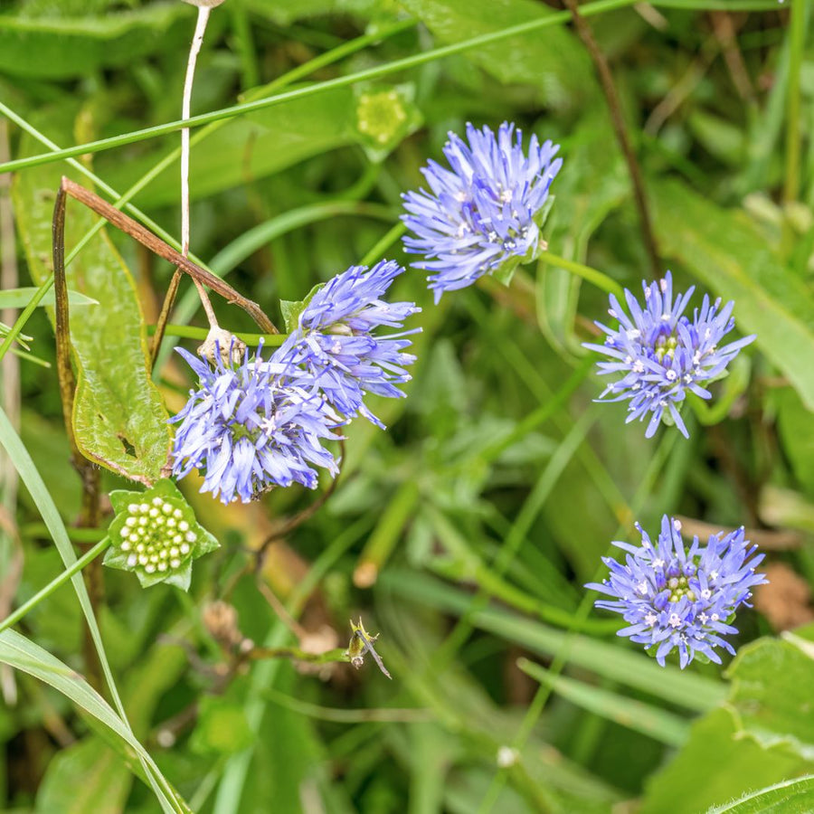 Purple sheepsbit flowers with green leaves on a blurred natural background
