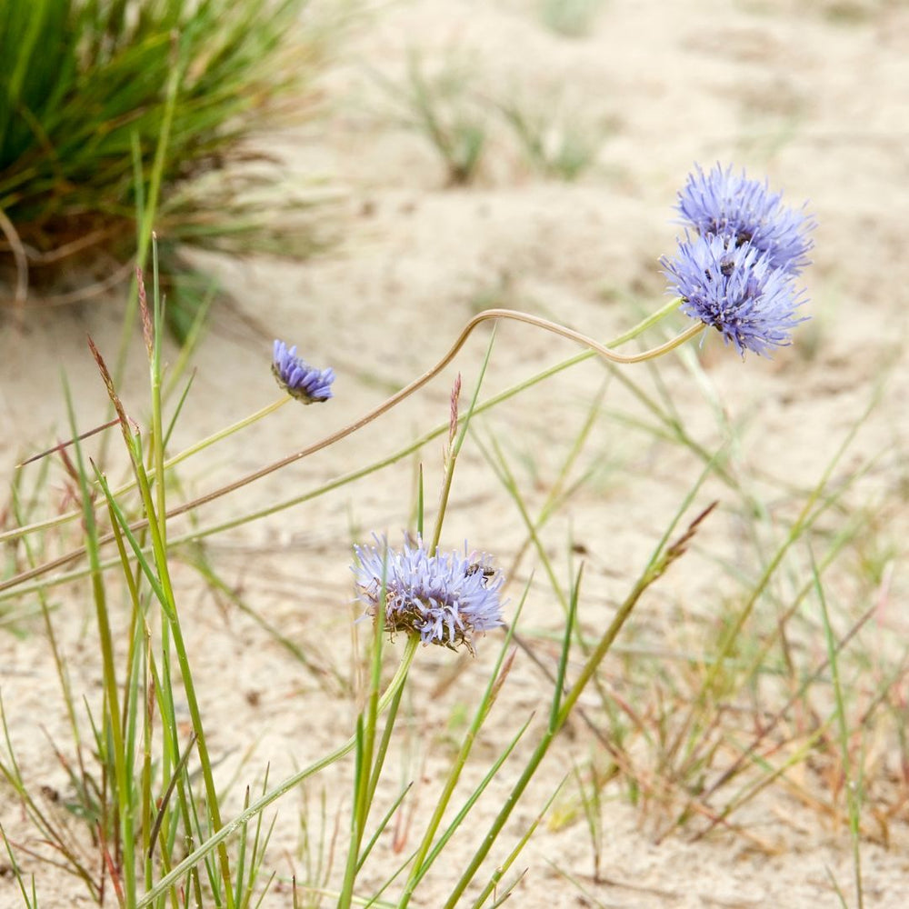 Three purple sheepsbit flowers in a grassy field with a blurred sandy background