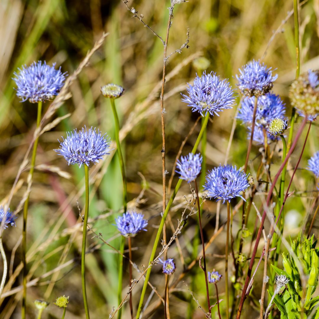 Purple sheepsbit wildflowers in a natural setting with blurred background