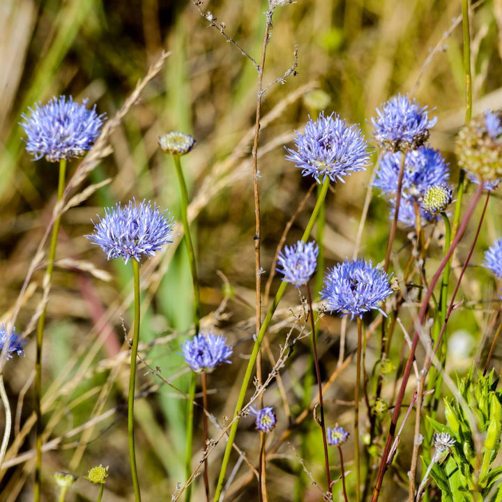 Purple sheepsbit wildflowers in a natural setting with blurred background