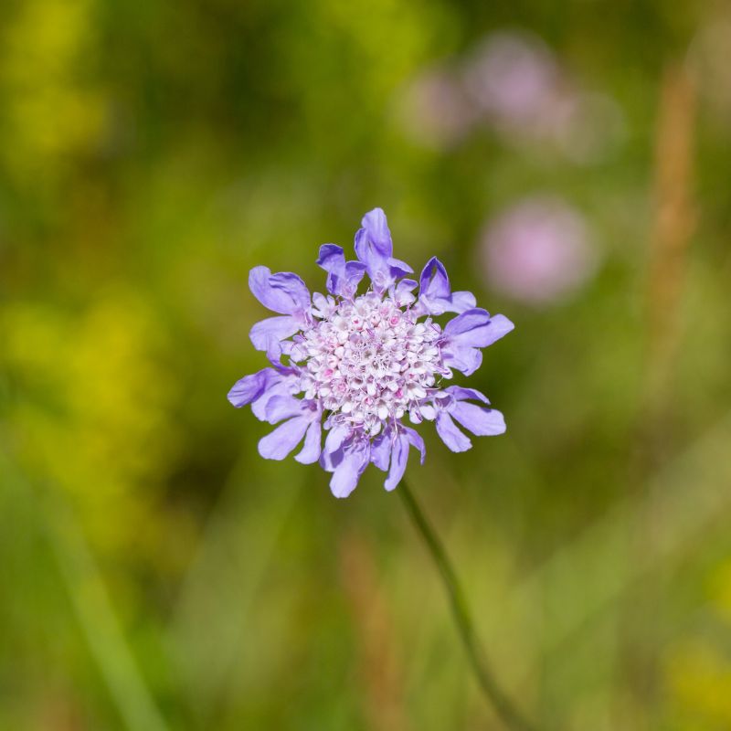 Small scabious wildflower in bloom