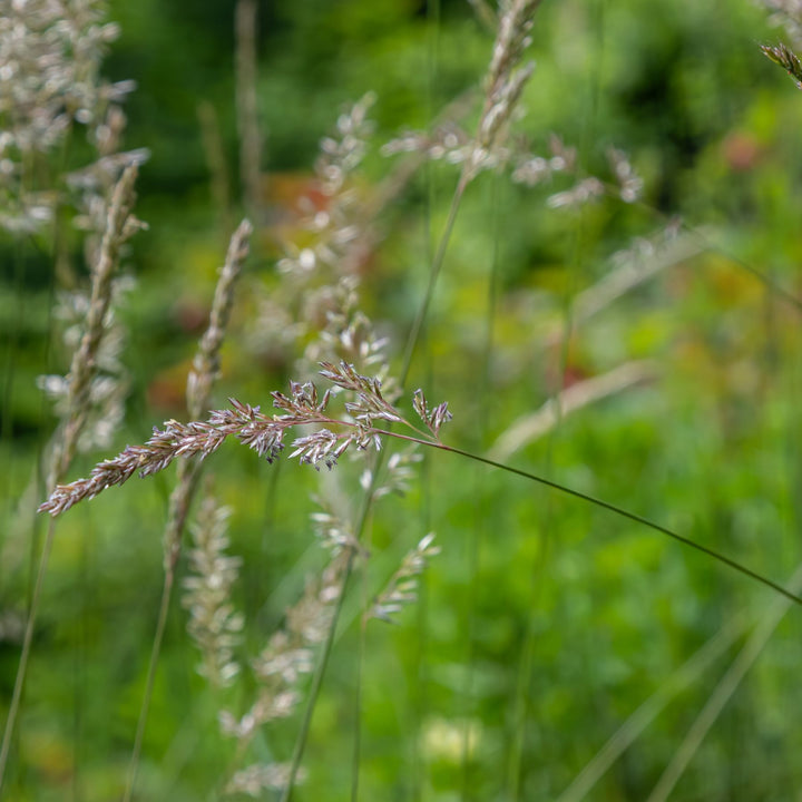 Smooth Stalked Meadow Grass Seed 1kg