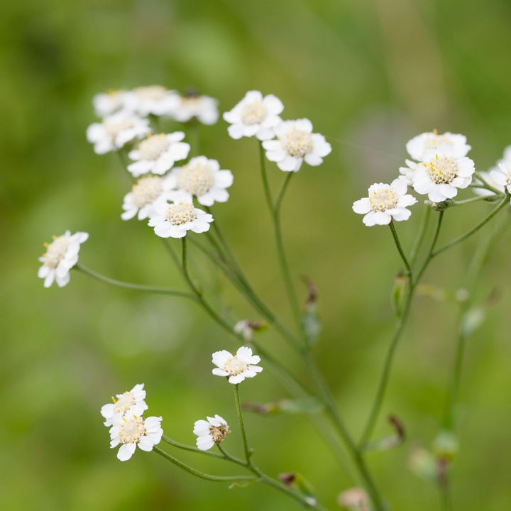 Close-up of white sneezewort flowers with a blurred green background