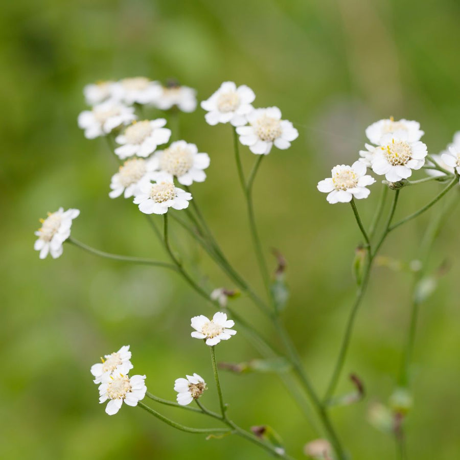 Close-up of white sneezewort flowers with a blurred green background