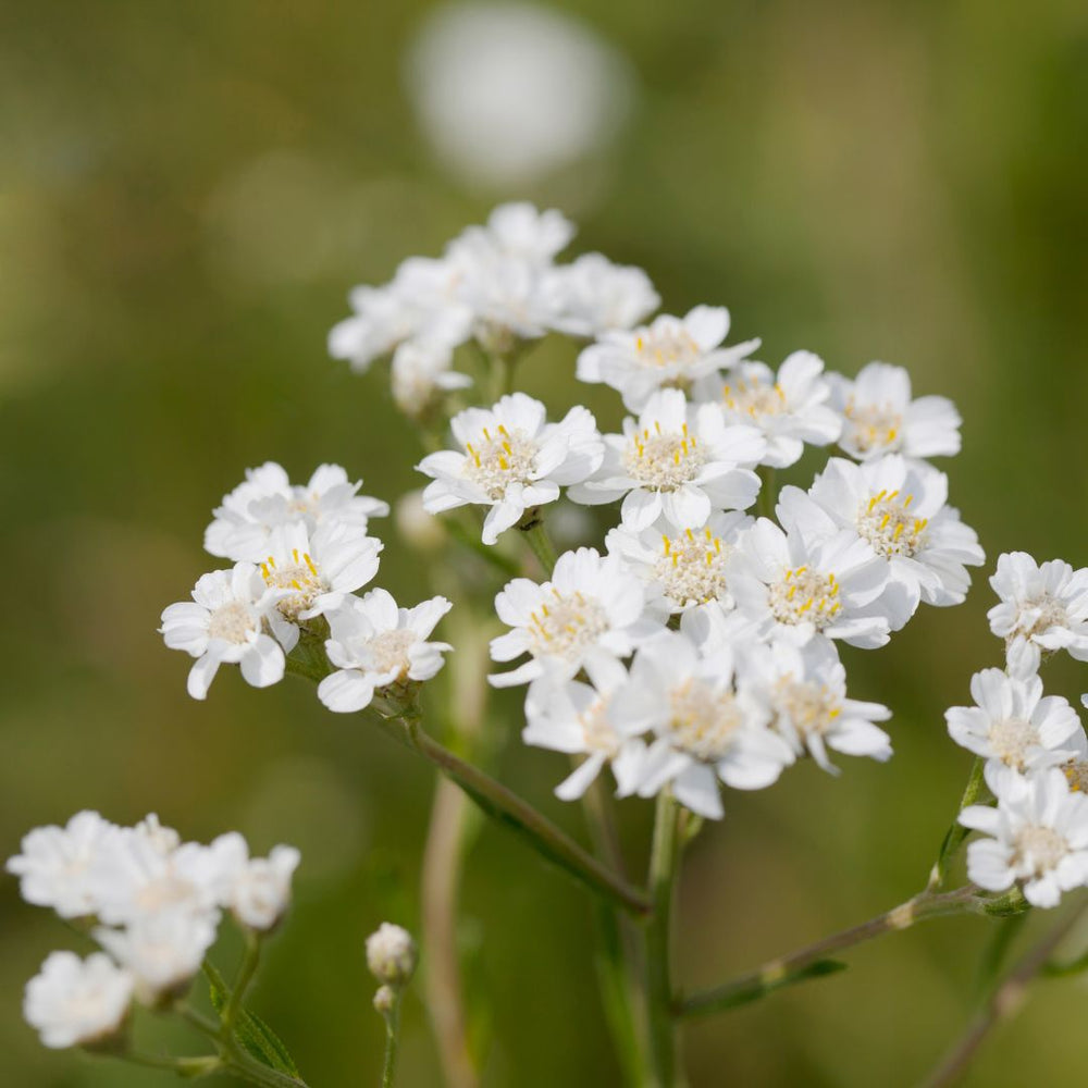 Close-up of delicate white sneezewort wildflowers with a blurred green background