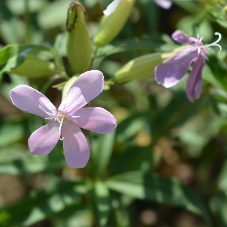 Close-up of pink soapwort flowers with green leaves in the background.