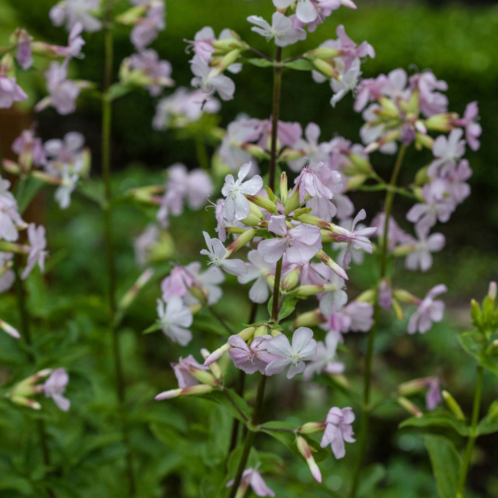 Soapwort wildflowers blooming from tall stems