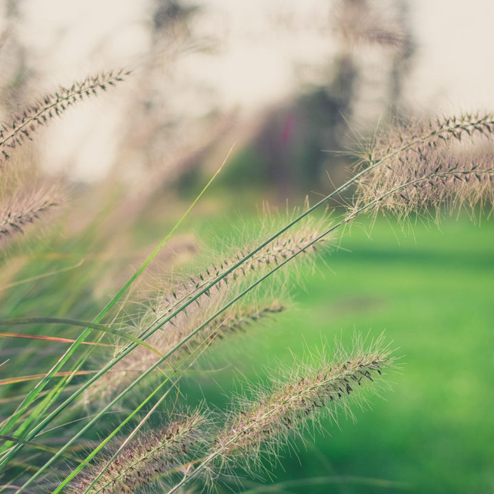 A close-up of sweet vernal grass with a blurred background, showcasing its slender, spike-like appearance and seed heads.