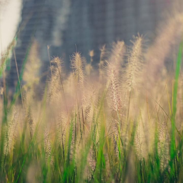 Sweet vernal grass growing in a meadow