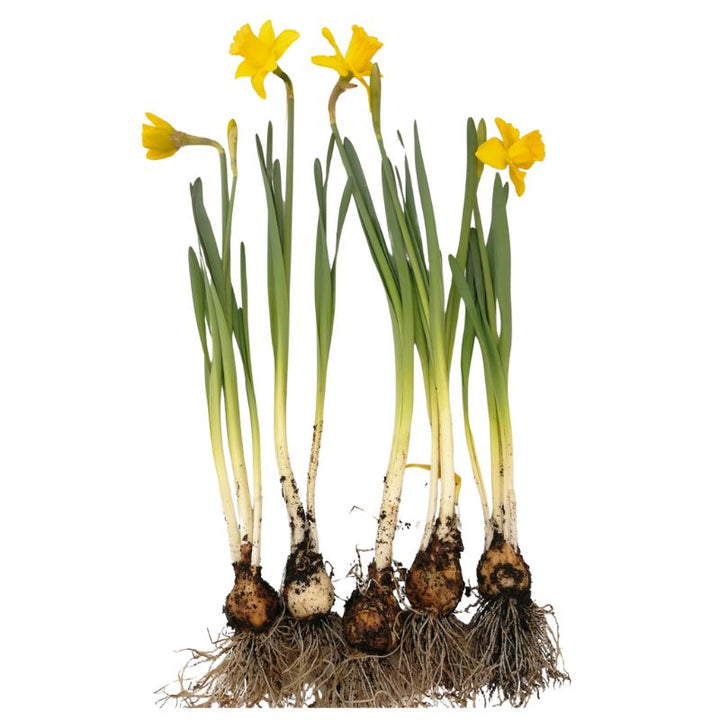 tenby daffodil bulbs with flowers