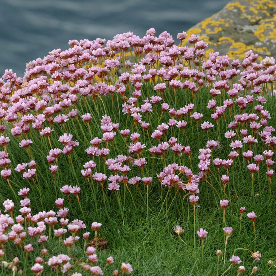 Thrift Plants with bright, pink or white pom-pom flowers and green stems.