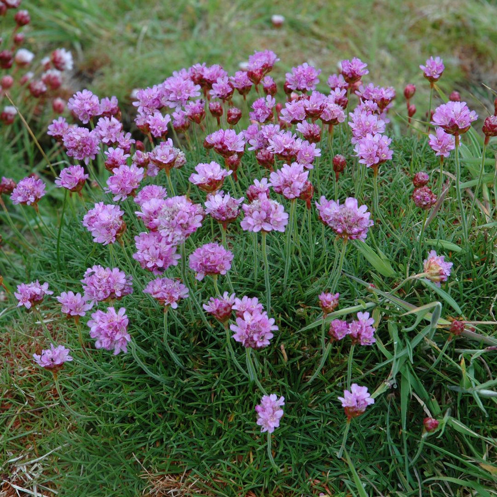 A close up of pink thrift flowers growing against a grassy background