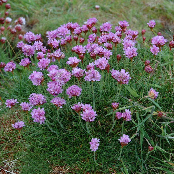 A close up of pink thrift flowers growing against a grassy background