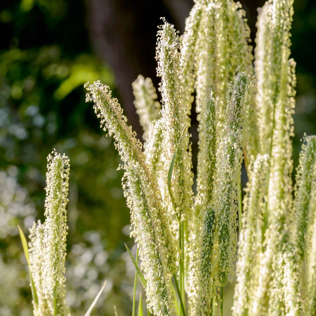 Timothy grass growing in the sunlight