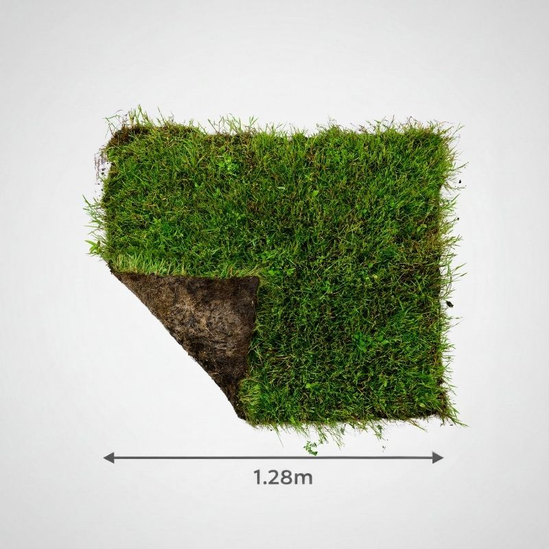 Species-Rich Lawn Meadow Turf